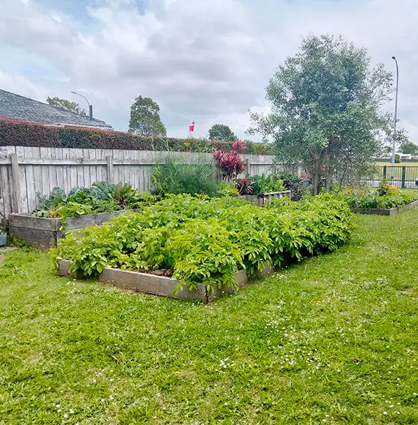 The St Mary's maara kai - a garden full of vegetables
